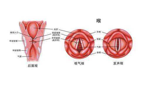 喉炎的症状、危害及治疗方法？